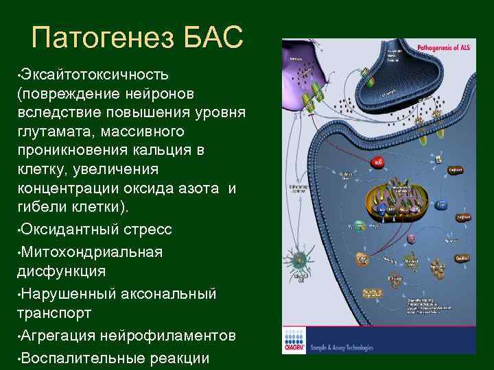 Патогенез БАС • Эксайтотоксичность (повреждение нейронов вследствие повышения уровня глутамата, массивного проникновения кальция в