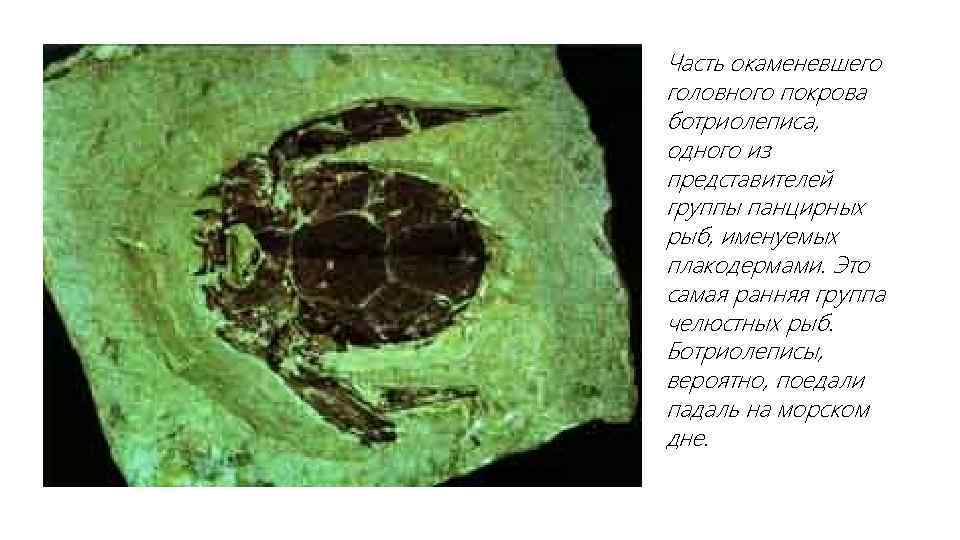 Часть окаменевшего головного покрова ботриолеписа, одного из представителей группы панцирных рыб, именуемых плакодермами. Это