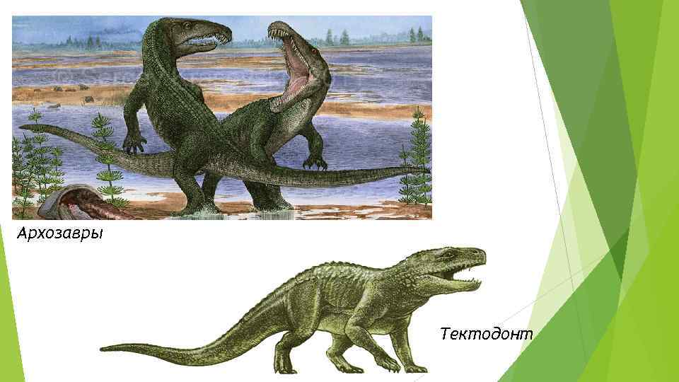 Архозавры Тектодонт 
