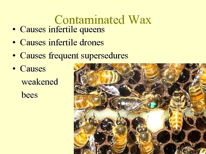  • • Contaminated Wax Causes infertile queens Causes infertile drones Causes frequent supersedures