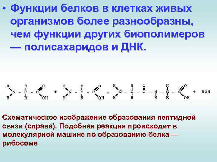  • Функции белков в клетках живых организмов более разнообразны, чем функции других биополимеров