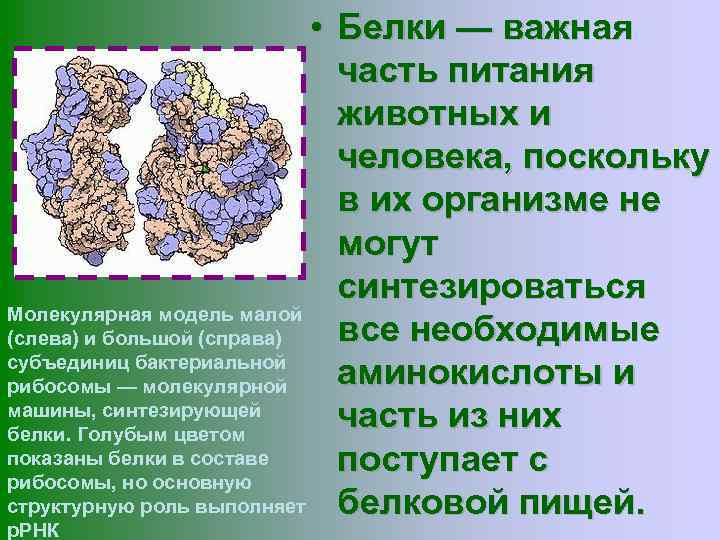  • Белки — важная часть питания животных и человека, поскольку в их организме