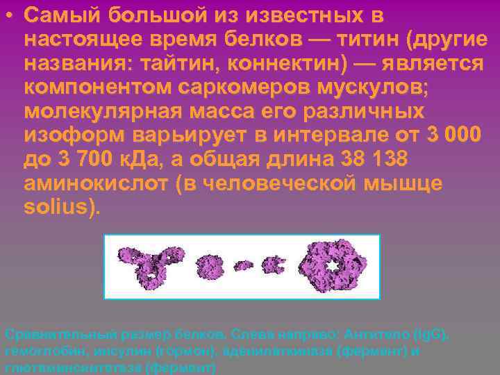  • Самый большой из известных в настоящее время белков — титин (другие названия: