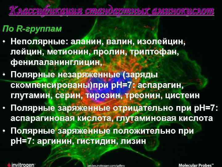 Классификация стандартных аминокислот По R-группам • Неполярные: аланин, валин, изолейцин, метионин, пролин, триптофан, фенилаланинглицин,