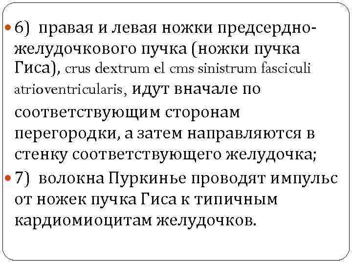  6) правая и левая ножки предсердно- желудочкового пучка (ножки пучка Гиса), crus dextrum