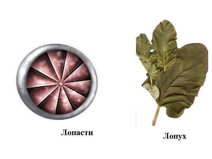 Лопасти Лопух 