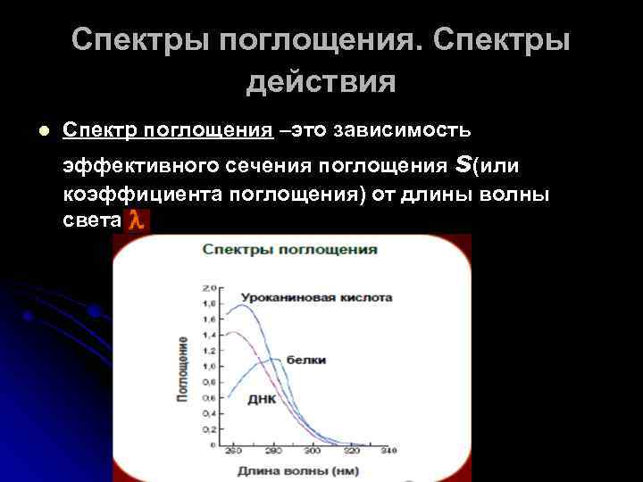 Спектры поглощения. Спектры действия l Спектр поглощения –это зависимость эффективного сечения поглощения s(или коэффициента