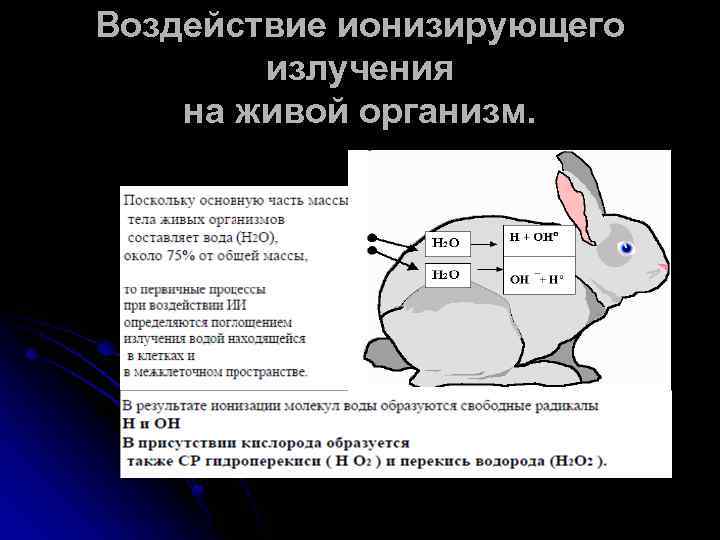 Проект влияние радиации на живые организмы