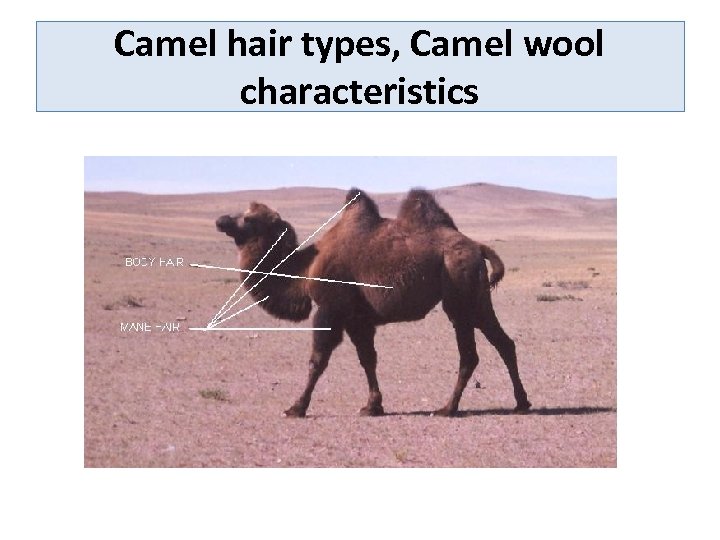 Camel hair types, Camel wool characteristics 