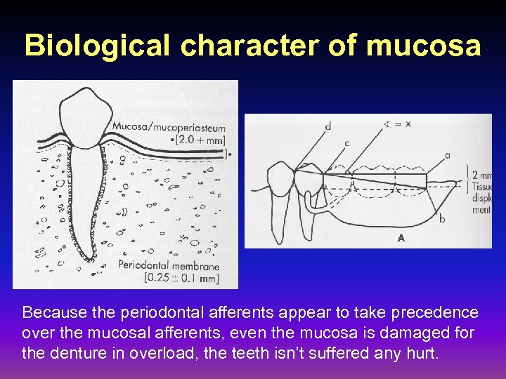 Biological character of mucosa Because the periodontal afferents appear to take precedence over the