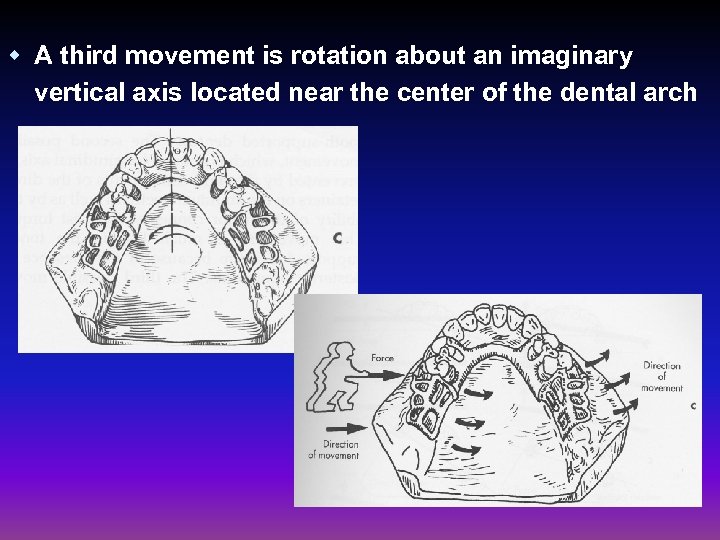 w A third movement is rotation about an imaginary vertical axis located near the