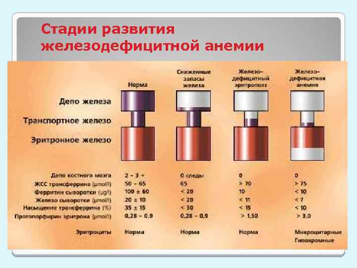 Стадии развития железодефицитной анемии 