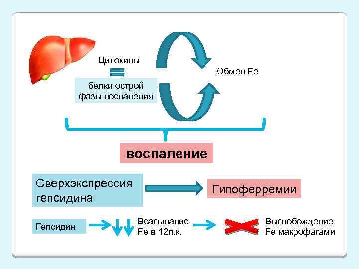 Цитокины Обмен Fe белки острой фазы воспаления воспаление Сверхэкспрессия гепсидина Гепсидин Гипоферремии Всасывание Fe