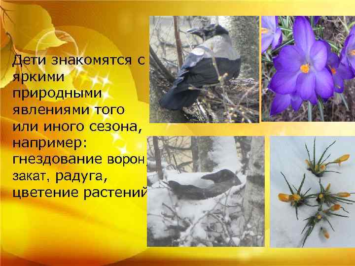 Дети знакомятся с яркими природными явлениями того или иного сезона, например: гнездование ворон, закат,