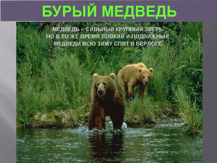 БУРЫЙ МЕДВЕДЬ – СИЛЬНЫЙ КРУПНЫЙ ЗВЕРЬ. НО В ТО ЖЕ ВРЕМЯ ЛОВКИЙ И ПОДВИЖНЫЙ.