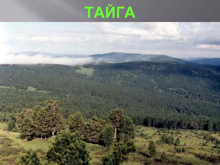 ТАЙГА 