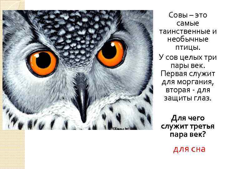 Совы – это самые таинственные и необычные птицы. У сов целых три пары век.