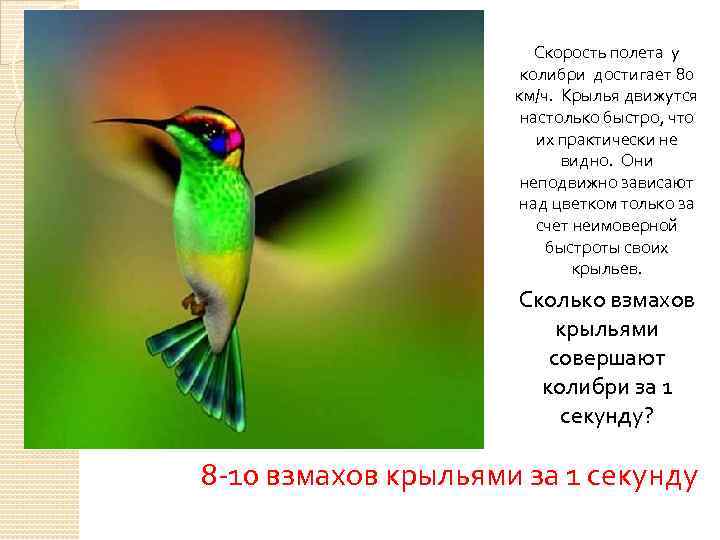 Скорость полета у колибри достигает 80 км/ч. Крылья движутся настолько быстро, что их практически