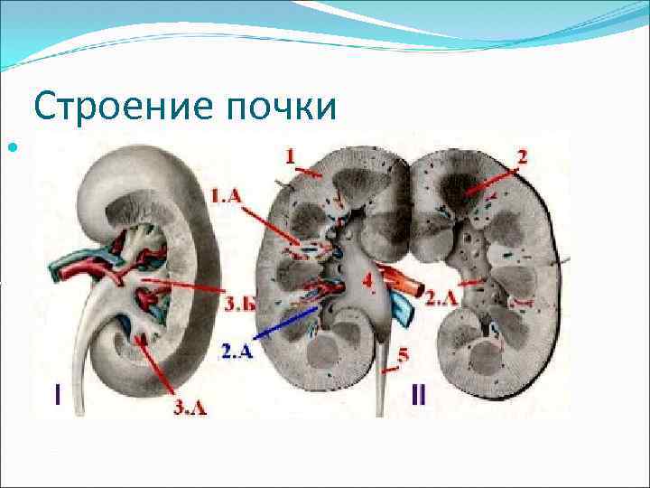 Строение почки 