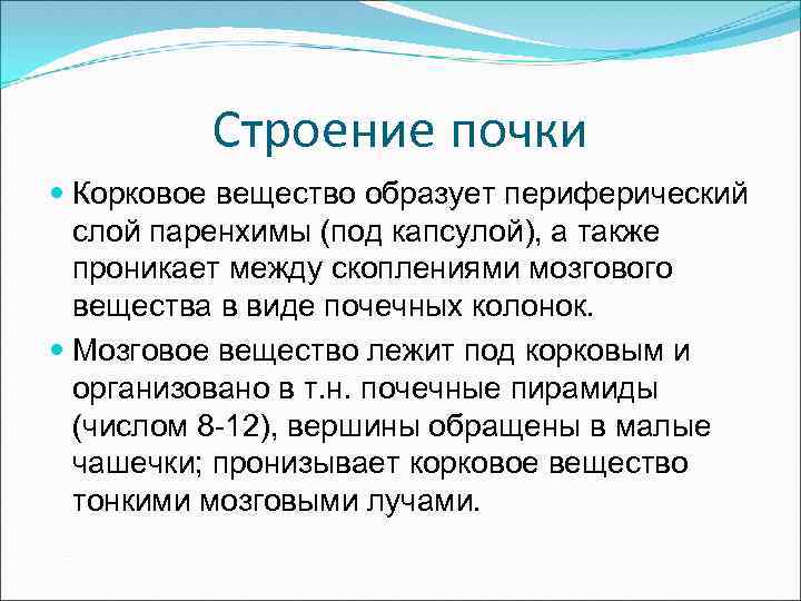 Строение почки Корковое вещество образует периферический слой паренхимы (под капсулой), а также проникает между