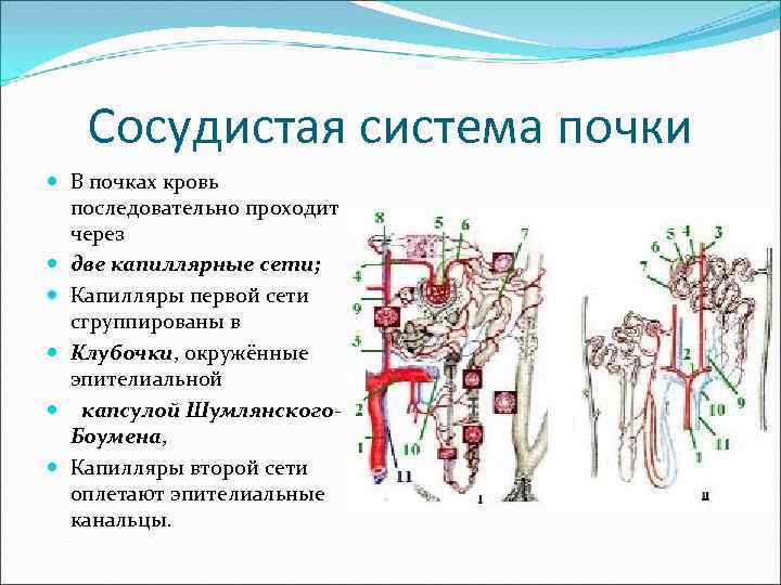 Сосудистая система почки В почках кровь последовательно проходит через две капиллярные сети; Капилляры первой