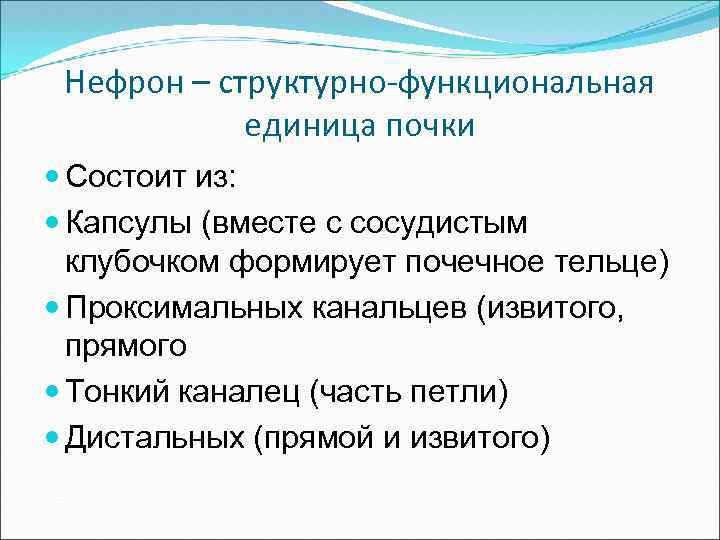 Нефрон – структурно-функциональная единица почки Состоит из: Капсулы (вместе с сосудистым клубочком формирует почечное