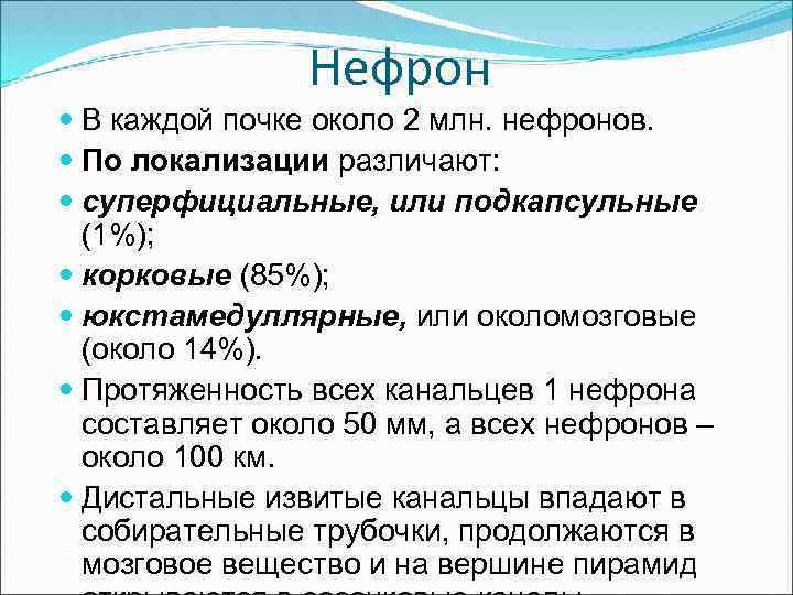 Нефрон В каждой почке около 2 млн. нефронов. По локализации различают: суперфициальные, или подкапсульные