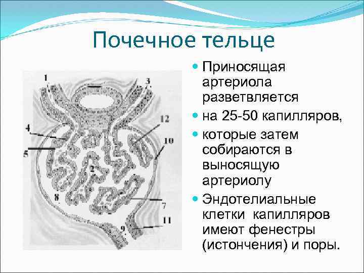 Почечное тельце Приносящая артериола разветвляется на 25 -50 капилляров, которые затем собираются в выносящую