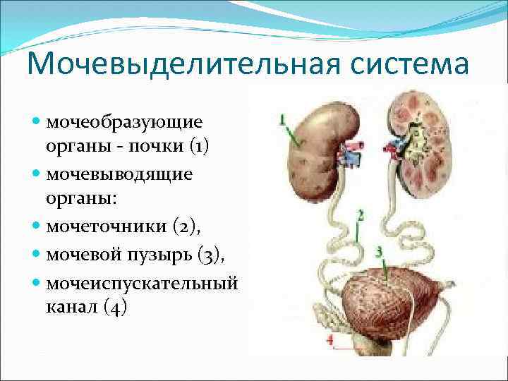 Общий план мочевыделительной системы