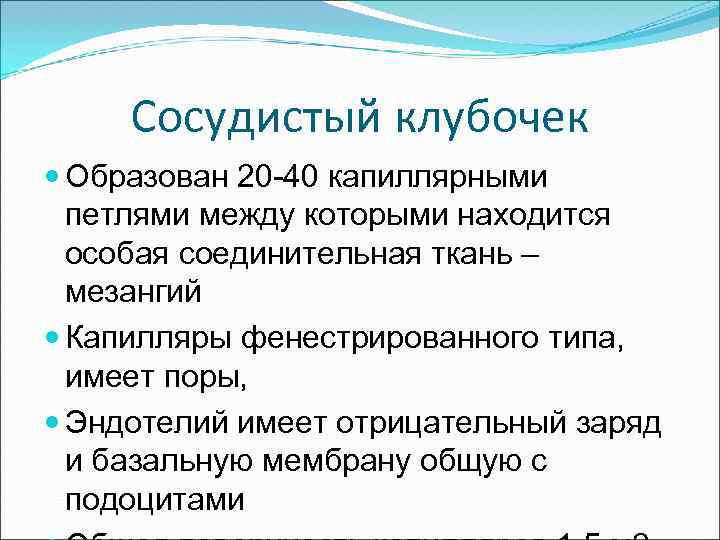 Сосудистый клубочек Образован 20 -40 капиллярными петлями между которыми находится особая соединительная ткань –