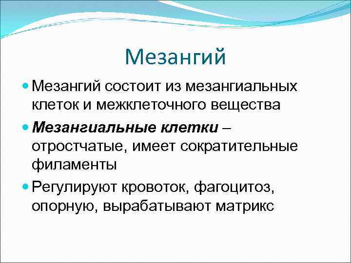 Мезангий состоит из мезангиальных клеток и межклеточного вещества Мезангиальные клетки – отростчатые, имеет сократительные