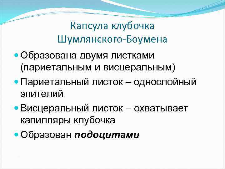 Капсула клубочка Шумлянского-Боумена Образована двумя листками (париетальным и висцеральным) Париетальный листок – однослойный эпителий