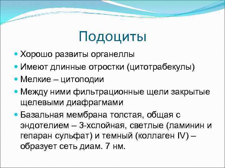 Подоциты Хорошо развиты органеллы Имеют длинные отростки (цитотрабекулы) Мелкие – цитоподии Между ними фильтрационные