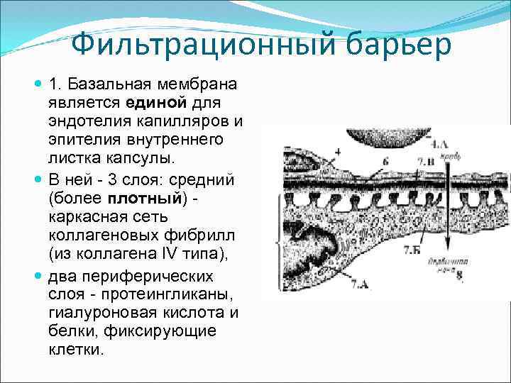 Фильтрационный барьер 1. Базальная мембрана является единой для эндотелия капилляров и эпителия внутреннего листка