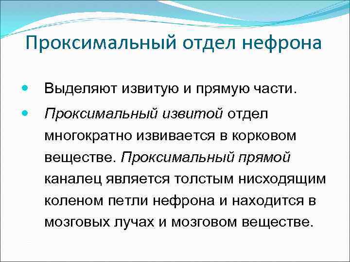 Проксимальный отдел нефрона Выделяют извитую и прямую части. Проксимальный извитой отдел многократно извивается в