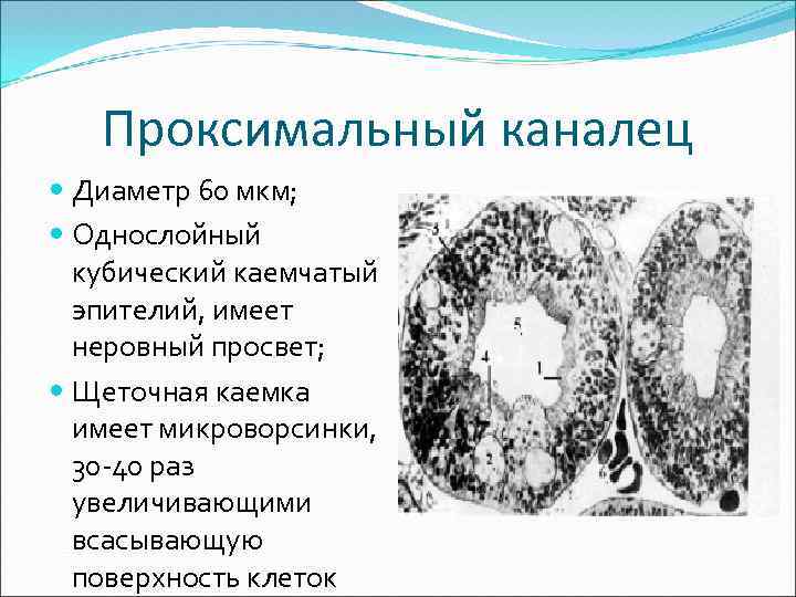 Проксимальный каналец Диаметр 60 мкм; Однослойный кубический каемчатый эпителий, имеет неровный просвет; Щеточная каемка