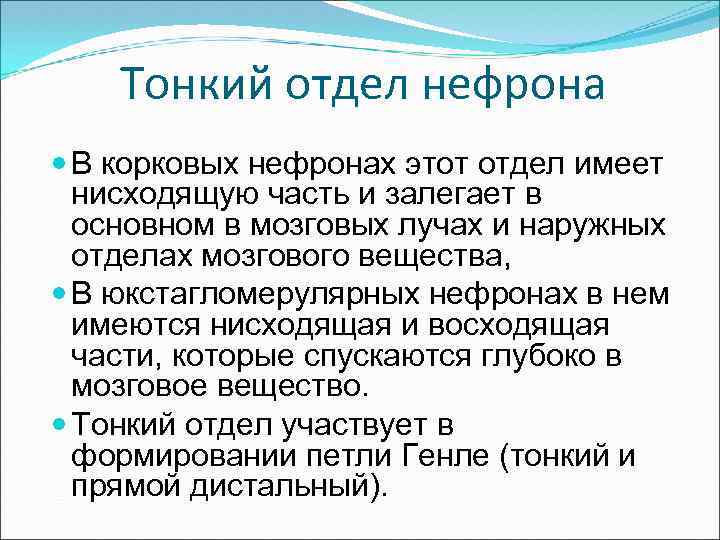 Тонкий отдел нефрона В корковых нефронах этот отдел имеет нисходящую часть и залегает в