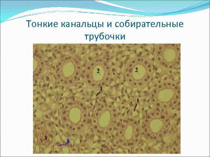 Тонкие канальцы и собирательные трубочки 