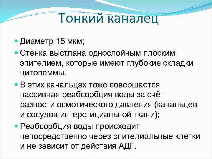 Тонкий каналец Диаметр 15 мкм; Стенка выстлана однослойным плоским эпителием, которые имеют глубокие складки