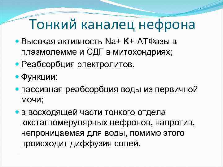 Тонкий каналец нефрона Высокая активность Na+ K+-АТФазы в плазмолемме и СДГ в митохондриях; Реабсорбция