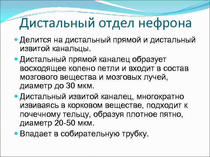 Дистальный отдел нефрона Делится на дистальный прямой и дистальный извитой канальцы. Дистальный прямой каналец