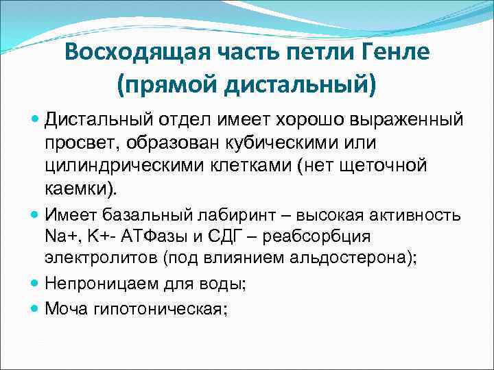 Восходящая часть петли Генле (прямой дистальный) Дистальный отдел имеет хорошо выраженный просвет, образован кубическими