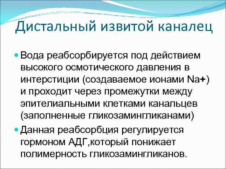 Дистальный извитой каналец Вода реабсорбируется под действием высокого осмотического давления в интерстиции (создаваемое ионами