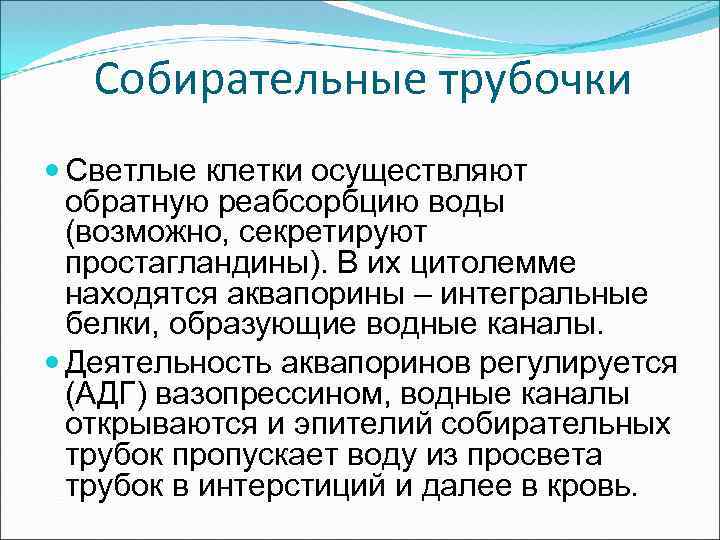 Собирательные трубочки Светлые клетки осуществляют обратную реабсорбцию воды (возможно, секретируют простагландины). В их цитолемме