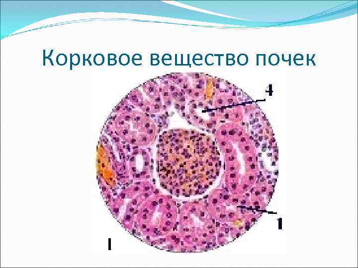 Корковое вещество почек 