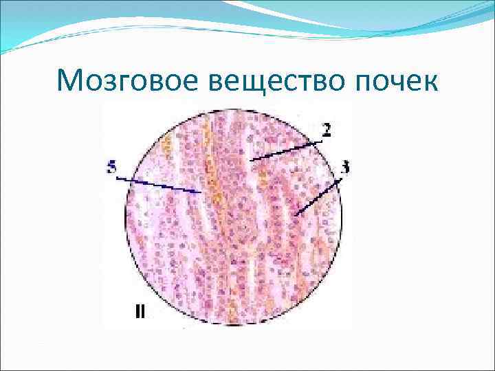 Мозговое вещество почек 