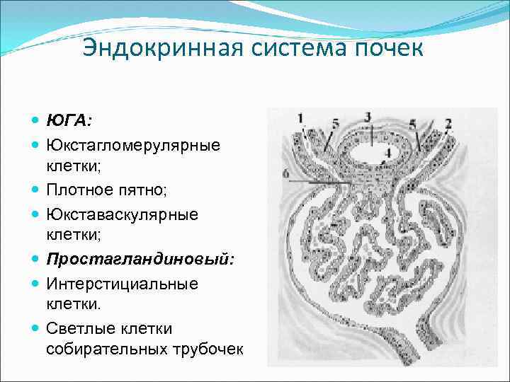 Эндокринная система почек ЮГА: Юкстагломерулярные клетки; Плотное пятно; Юкставаскулярные клетки; Простагландиновый: Интерстициальные клетки. Светлые