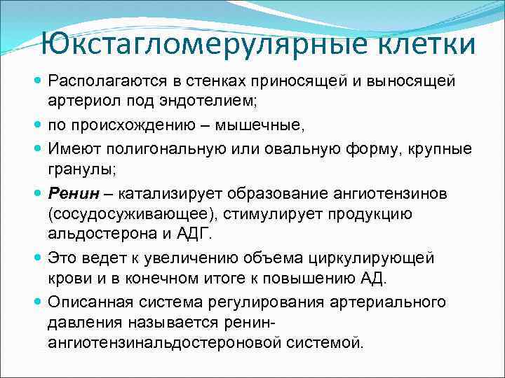 Юкстагломерулярные клетки Располагаются в стенках приносящей и выносящей артериол под эндотелием; по происхождению –