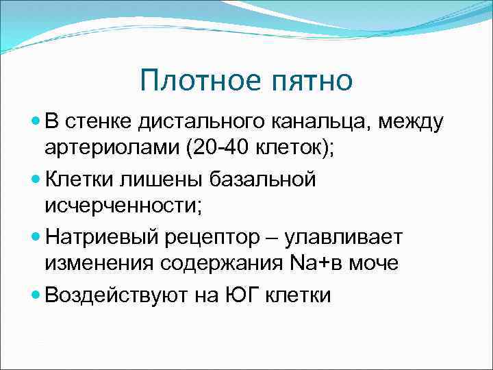 Плотное пятно В стенке дистального канальца, между артериолами (20 -40 клеток); Клетки лишены базальной