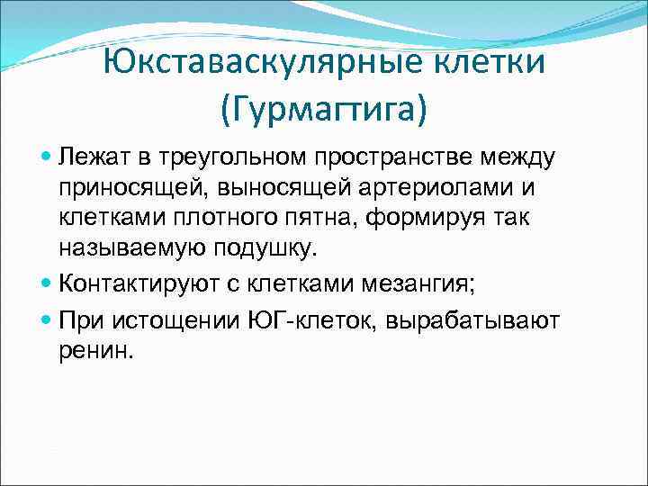 Юкставаскулярные клетки (Гурмагтига) Лежат в треугольном пространстве между приносящей, выносящей артериолами и клетками плотного